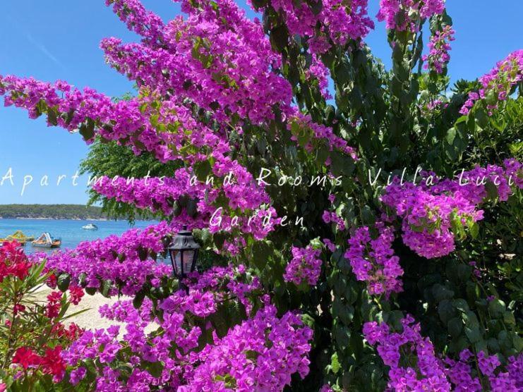 Apartments And Rooms Villa Luci Barbat na Rabu 외부 사진